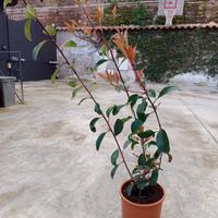 Piante photinia