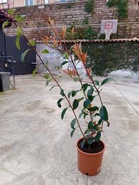 Piante photinia