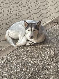 Adozione Husky siberiano