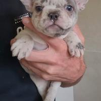 Bulldog francesi cuccioli merle
