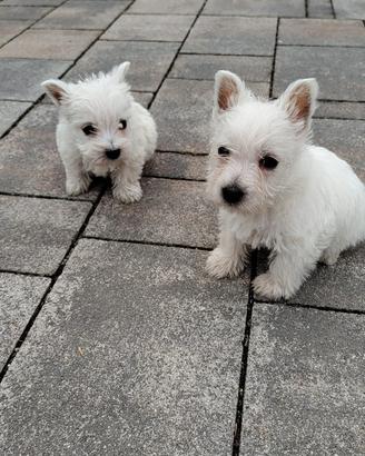 Cuccioli di West Highland white terrier con pedigr