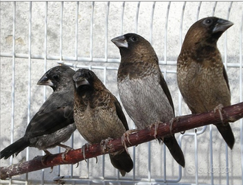 Passeri del Giappone