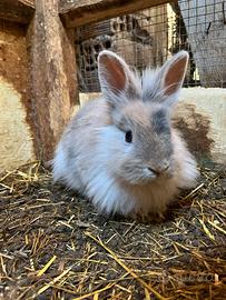 Conigli nani