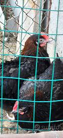 Marans