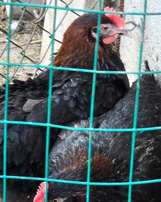 Marans