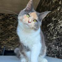 Cucciola maine coon pedigree