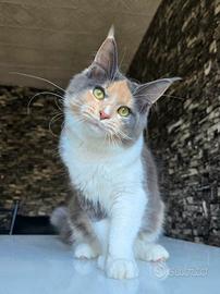 Cucciola maine coon pedigree