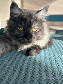 Cuccioli Maine Coon