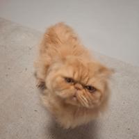 Accoppiamento persiano