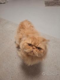 Accoppiamento persiano