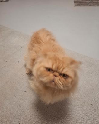 Gatto persiano per accoppiamento