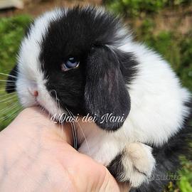 Cucciolo di coniglio di razza Minilop