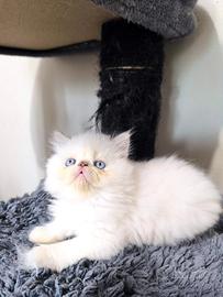 Persiano maschio