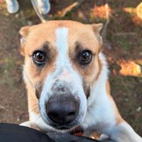 Millie, una meticcia da amare