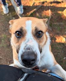 Millie, una meticcia da amare