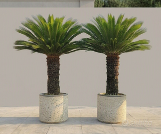 2 Piante da giardino Cycas Revoluta adulte + vasi