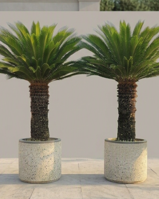 2 Piante da giardino Cycas Revoluta adulte + vasi