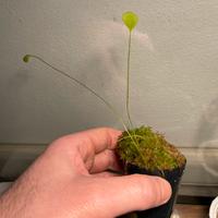Utricularia Humboldtii