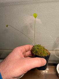 Utricularia Humboldtii