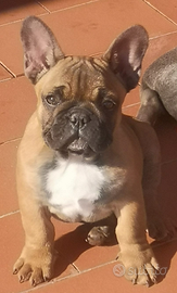 Bulldog francese