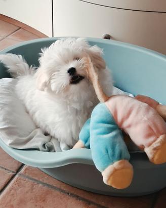 maltesina  mini