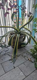 Pianta Agave 