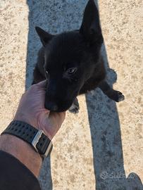 Cucciole di pastore tedesco nero