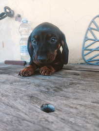 Bassotto nano nero focato