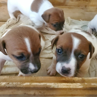 Cuccioli jack russel bicolore