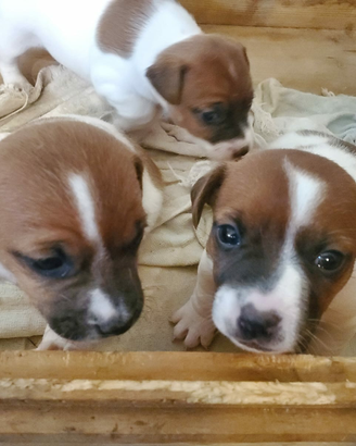Cuccioli jack russel bicolore