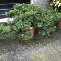 PINO BASSO da terrazzo/giardino...