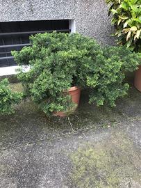 PINO BASSO da terrazzo/giardino...