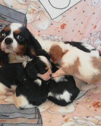 Allevamento cuccioli di cavalier king