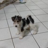 Cuccioli fox terrier