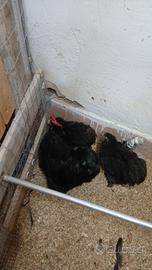 Galline ornamentali