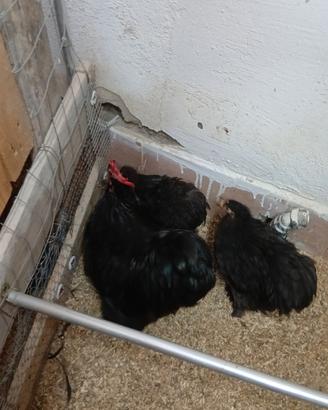 Galline ornamentali