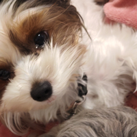 Femmina biewer terrier yorkshiere ×monta