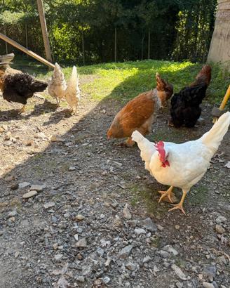 Galline ovaiole