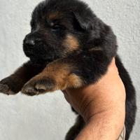Pastore Tedesco cuccioli disponibili