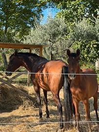 Cavalli spagnoli