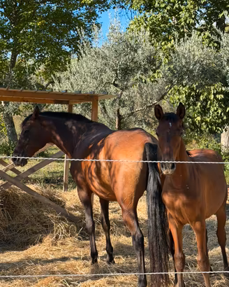 Cavalli spagnoli