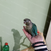 Pullo pyrrhura maschio