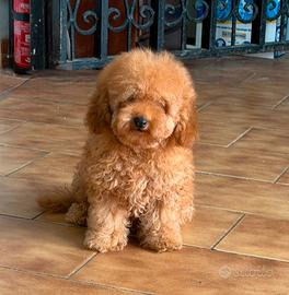 Barboncino toy