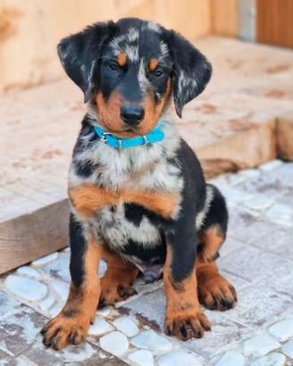 Cucciolo BEAUCERON maschio arlecchino