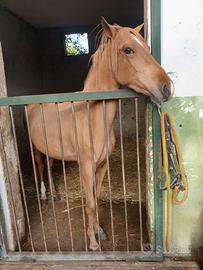 Puledro mini trotter