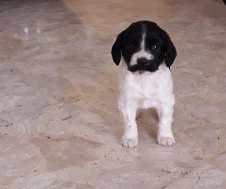 Cucciolo di Springer