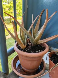 Aloe Vera