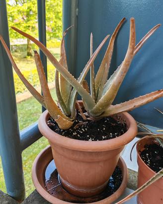Aloe Vera
