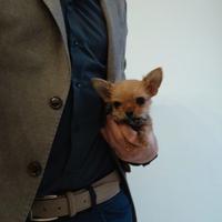 Chorkie teacup da Chihuahua e Yorkshire