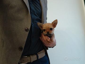 Chorkie teacup da Chihuahua e Yorkshire